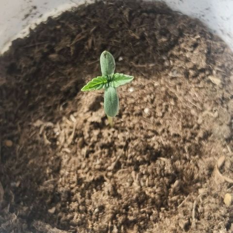 Purple punch growlog timeline photo