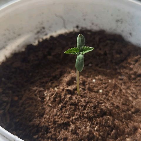 Purple punch growlog timeline photo