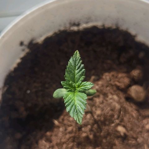 Purple punch growlog timeline photo