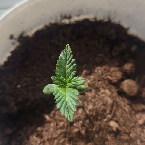 Purple punch growlog timeline photo