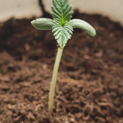 Purple punch growlog timeline photo