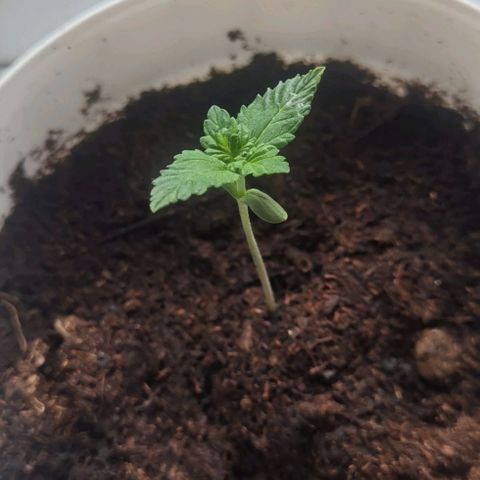 Purple punch growlog timeline photo