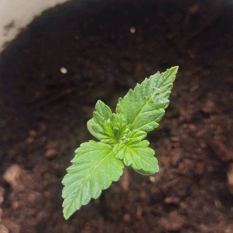 Purple punch growlog timeline photo