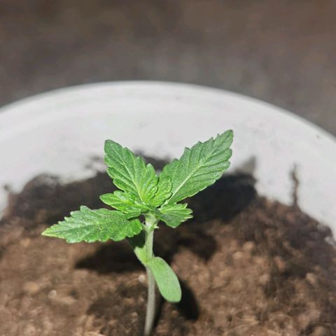 Purple punch growlog timeline photo