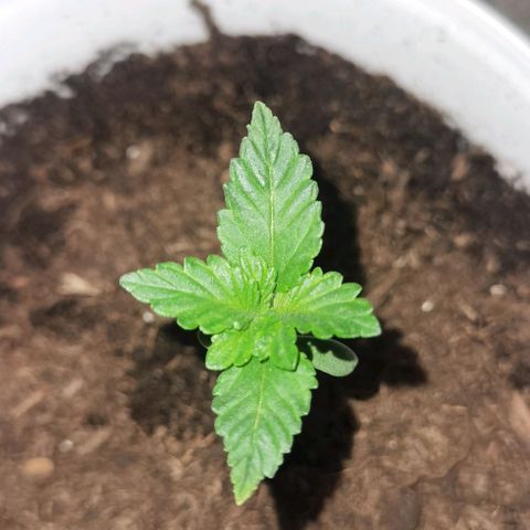 Purple punch growlog timeline photo