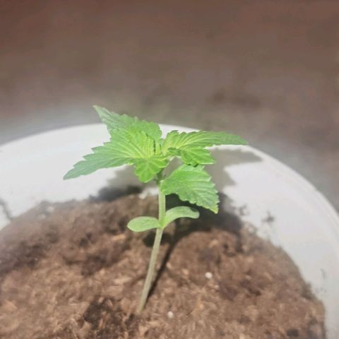 Purple punch growlog timeline photo