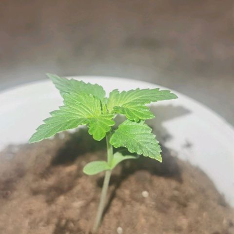 Purple punch growlog timeline photo