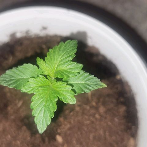 Purple punch growlog timeline photo
