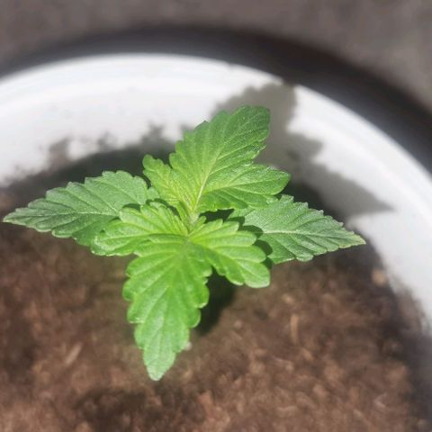 Purple punch growlog timeline photo