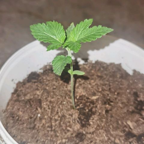 Purple punch growlog timeline photo