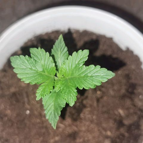 Purple punch growlog timeline photo