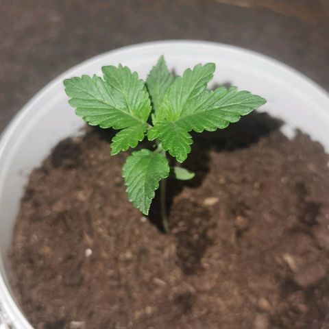 Purple punch growlog timeline photo