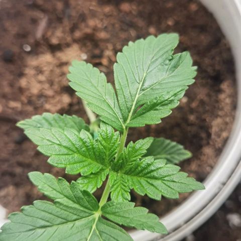 Purple punch growlog timeline photo