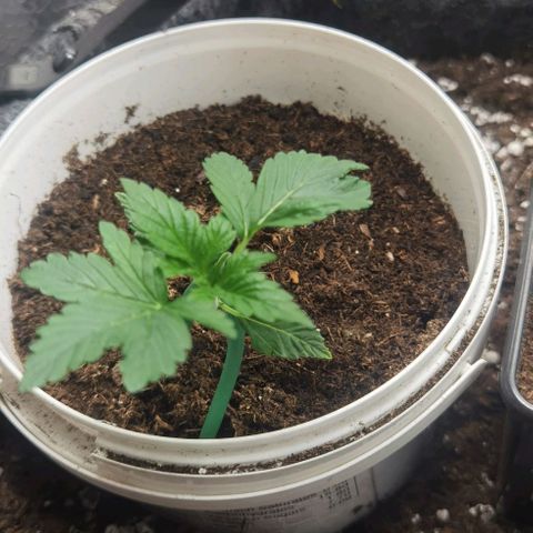 Purple punch growlog timeline photo