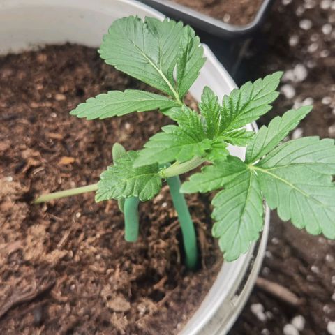 Purple punch growlog timeline photo