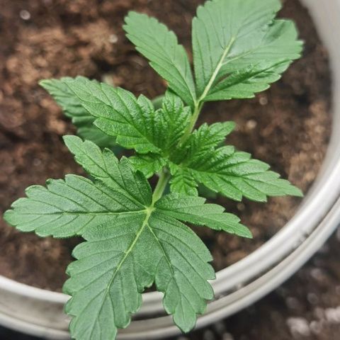 Purple punch growlog timeline photo