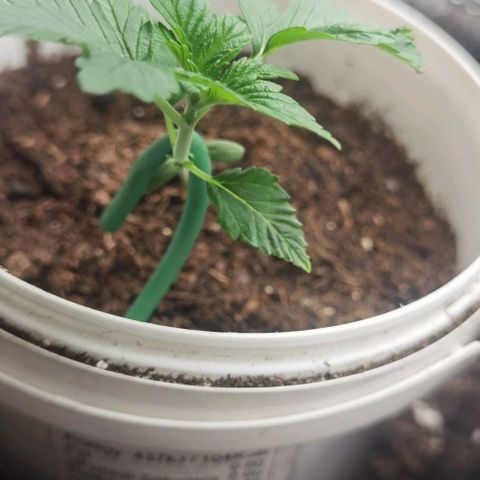 Purple punch growlog timeline photo