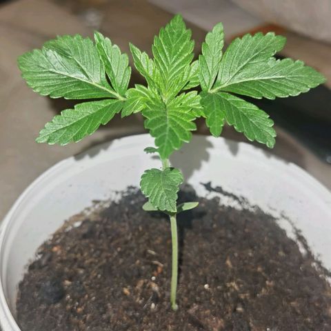 Purple punch growlog timeline photo