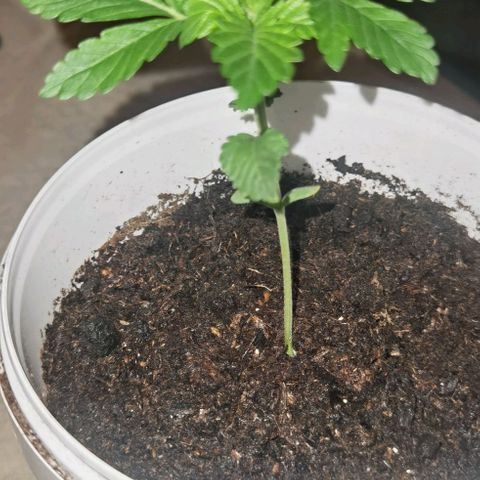 Purple punch growlog timeline photo