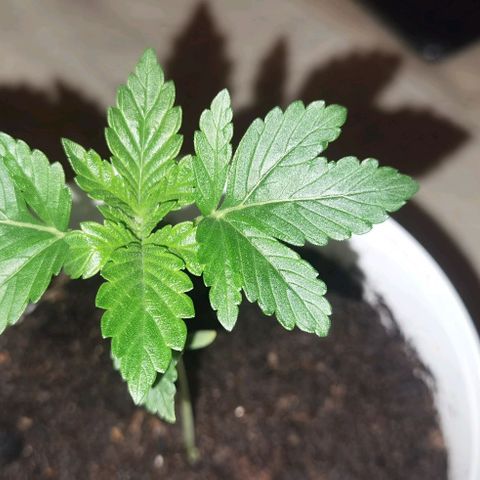 Purple punch growlog timeline photo