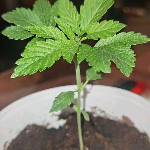 Purple punch growlog timeline photo