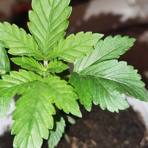 Purple punch growlog timeline photo