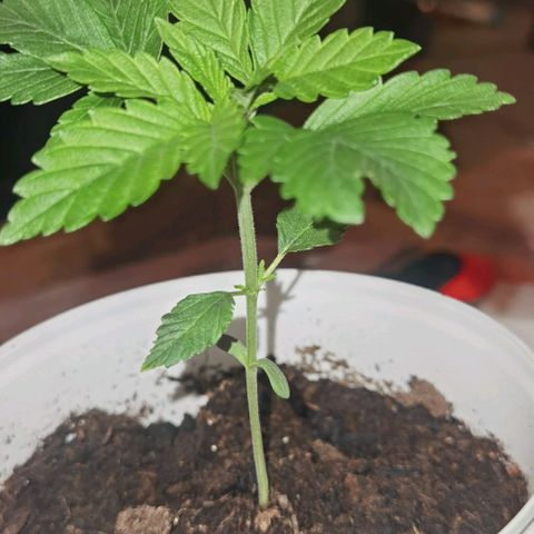 Purple punch growlog timeline photo
