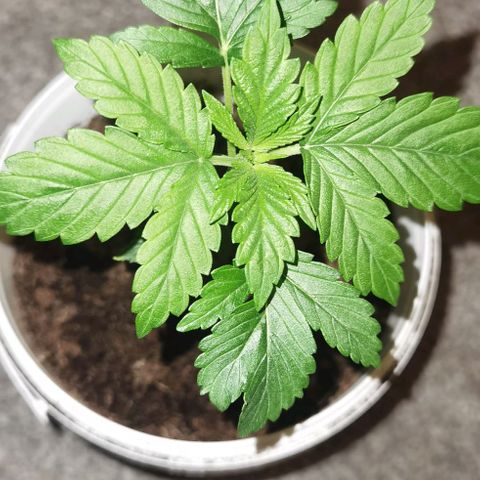 Purple punch growlog timeline photo