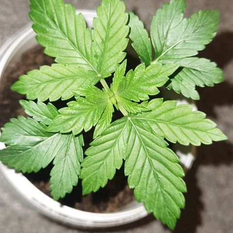 Purple punch growlog timeline photo