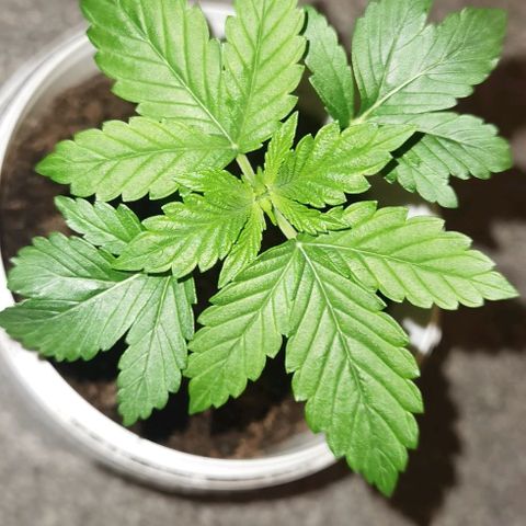 Purple punch growlog timeline photo