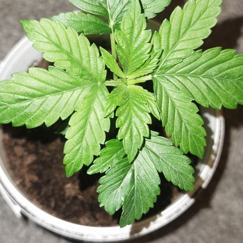 Purple punch growlog timeline photo