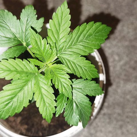 Purple punch growlog timeline photo