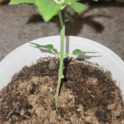 Purple punch growlog timeline photo