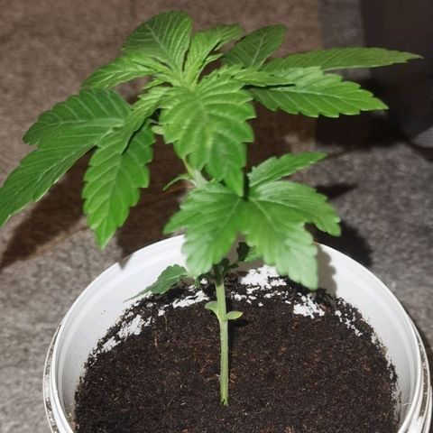 Purple punch growlog timeline photo