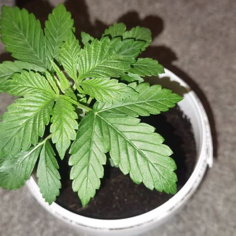 Purple punch growlog timeline photo