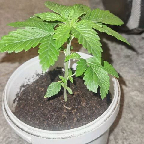 Purple punch growlog timeline photo