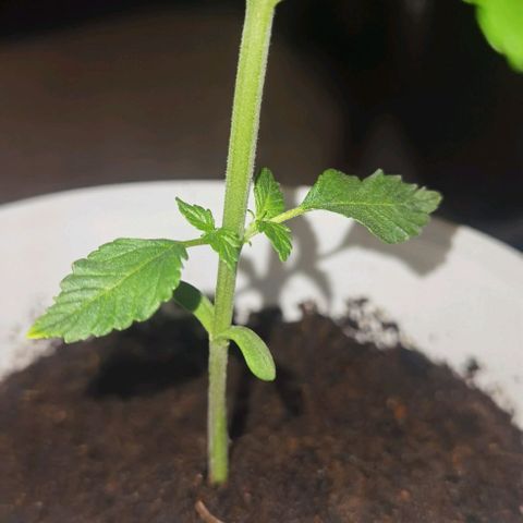 Purple punch growlog timeline photo