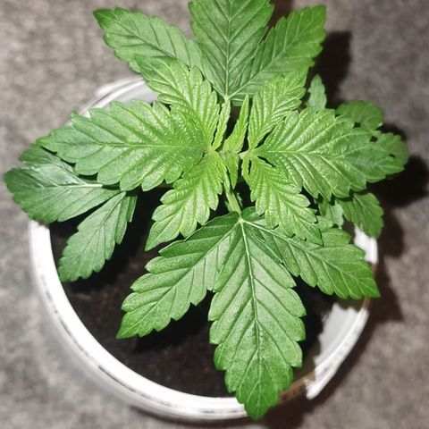 Purple punch growlog timeline photo