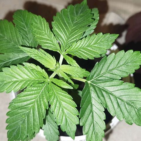 Purple punch growlog photo: VEG