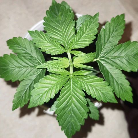 Purple punch growlog photo: VEG