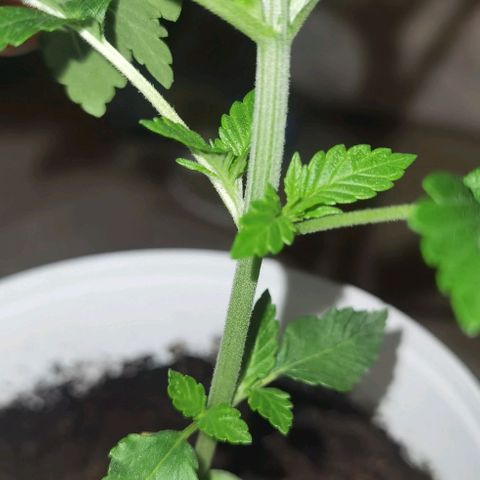 Purple punch growlog photo: VEG