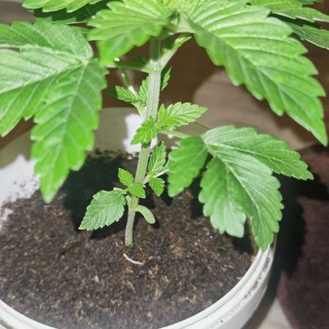 Purple punch growlog timeline photo