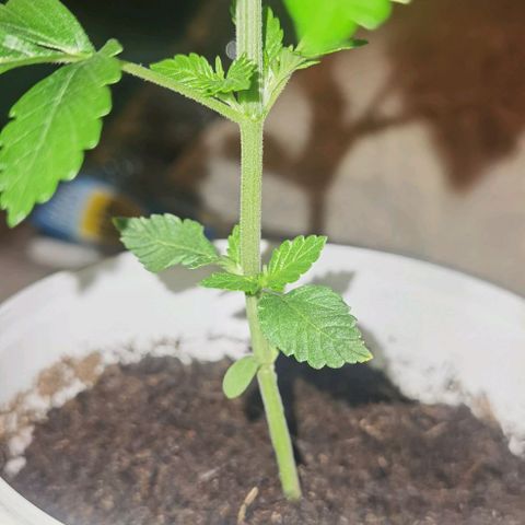 Purple punch growlog timeline photo