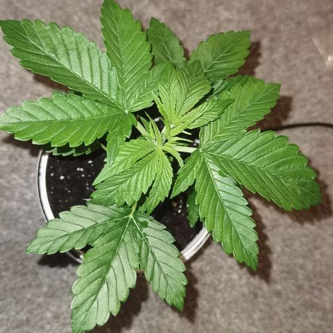 Purple punch growlog timeline photo