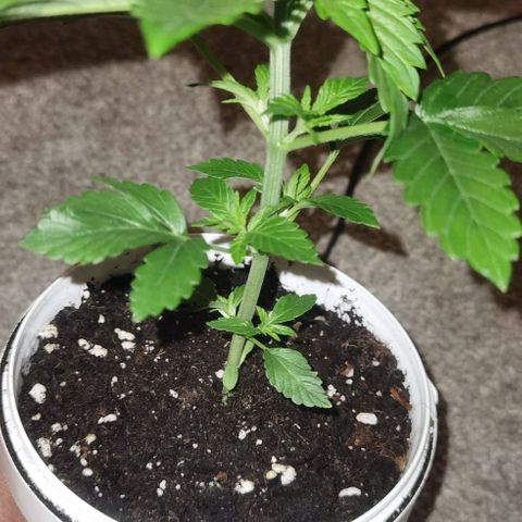 Purple punch growlog timeline photo