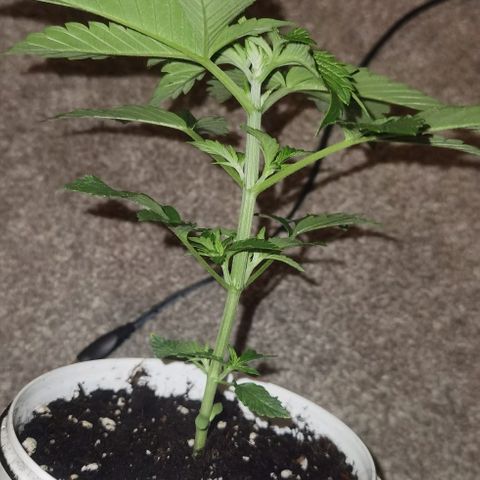 Purple punch growlog timeline photo