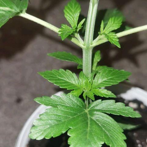 Purple punch growlog timeline photo
