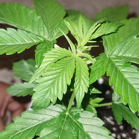 Purple punch growlog timeline photo