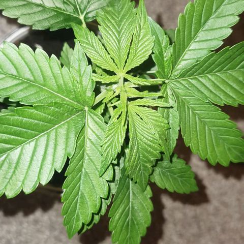 Purple punch growlog timeline photo