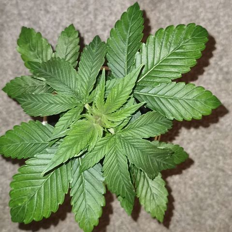 Purple punch growlog timeline photo